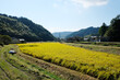 Beautiful golden colour japanese rice paddy field at Fujieda, Japan. 