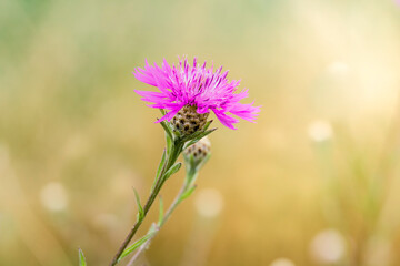 Wall Mural - Centaurea jacea (brown knapweed) in a meadow