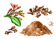 Clove buds and clove powder set. Hand drawn watercolor illustration, isolated on white background