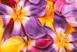 bright and vibrant wide open tulip blossoms macro of a colorful bed of petals and blooms seen from the top