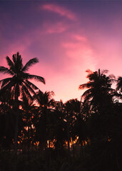 Tropical palm tree over sunset sky. Palm trees and beautiful sky background. Silhouettes of palm trees over orange sun