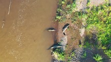 Aerial View Of A Group Of Crocodiles In Rio Tarcoles, Costa Rica.
