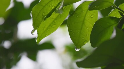 Wall Mural - leaf with drop of rain water with green background.