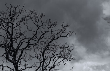 Wall Mural - Silhouette dead tree on dark dramatic sky and gray clouds. Dark sky and dead tree background for Halloween day. Dead tree branches frame with space. Leafless tree. Background for sad and lonely moment