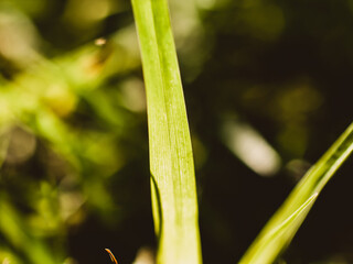 Close up of a blade of grass