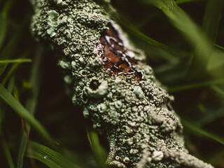 Wall Mural - lichen on a branch