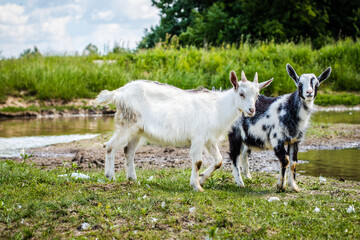 Two young goats are walking in the field along the stream