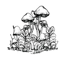 Drawing With A Mushroom. Handmade Graphics. Edible Mushrooms And Toadstools. Healthy Food Illustration. Autumn Forest Coloring Pages For Children And Adults. For Recipe, Menu, Label, Coloring