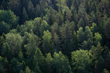 Fototapeta Las - forest trees in the morning sun