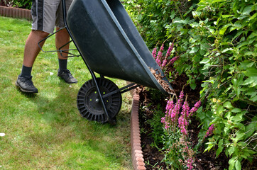 loading torture wood chips bark on a wheel with a shovel from a car and delivery to the garden where ornamental perennial beds are mulched by gardeners