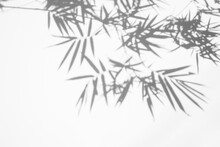 Shadows Of Bamboo Leaf Is Tropical Leaves On White Wall Surface Texture Background. White And Black Tone