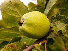 A Green, Unripe Apple With A Light Fluff On A Branch Among The Foliage Of The Apple Tree.