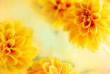 Autumn floral composition made of fresh yellow dahlia on light pastel background. Festive flower concept with copy space.