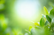 Fresh green leaf under sunlight on blurred and bokeh. Nature background with copy space for text.