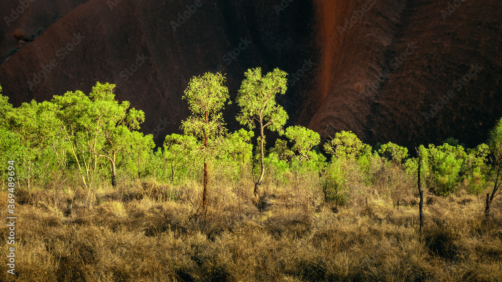 panoramic detail bushes in Australia - obrazy, fototapety, plakaty 