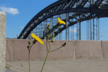 yellow flowers and the bridge