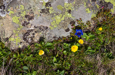 two wooden decorative hearts against the background of green grass, wild flowers and stones. Romantic background in the alps