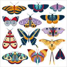 Tropic Butterfly And Exotic Moth Colored Set