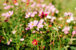 © Tasha Sinchuk - Decorative pink garden flower Cosmos Bipinnatus, Cosmea Bipinnata, Bidens Formosa. Mexican aster. Copy space. Floral background. Soft selective focus.