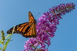 Orange monarch butterfly perched on purple butterfly bush in summer