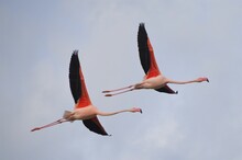 Magnificent Flight Of Two Flamingos Pink In The Sky Of Camargue