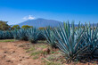 canvas print picture - Blue Agave field in Tequila, Jalisco, Mexico