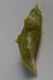 cocoon of cabbage white butterlfy