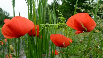 Wall Mural - Red poppies swaying in the wind