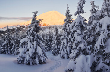 Wall Mural - Majestic Petros mountain illuminated by sunlight. Magical winter landscape with snow covered trees at daytime