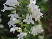 White Smooth Penstemon Digitalis Flowers