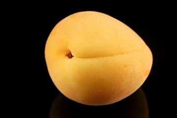 Wall Mural - One fresh apricot on a black background