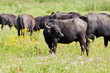Herd of domestic buffalo cows standing close together in a meadow surrounded by white and yellow flowers