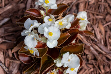 Close Up View Of Fresh White Wax Begonias Blooming In A Sunny Outdoor Botanical Garden
