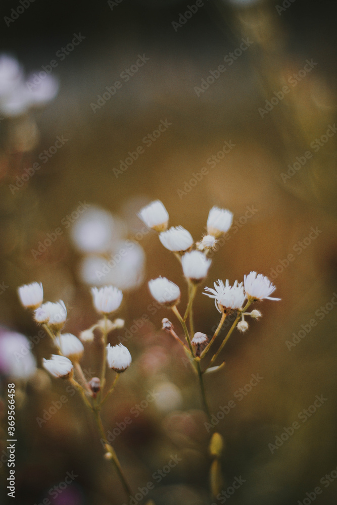 Drobne kwiaty i rośliny rosnące późnym latem w ciepłych kolorach, romantyczne zdjęcie polnych roślin - obrazy, fototapety, plakaty 