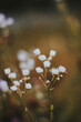 Drobne kwiaty i rośliny rosnące późnym latem w ciepłych kolorach, romantyczne zdjęcie polnych roślin