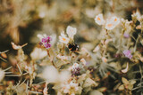 Fototapeta Kwiaty - Drobne kwiaty i rośliny rosnące późnym latem w ciepłych kolorach, romantyczne zdjęcie polnych roślin