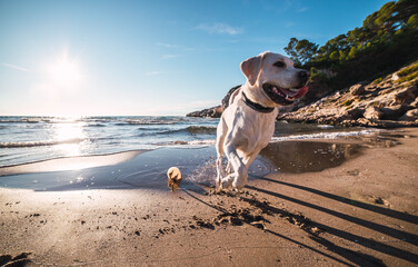 Wall Mural - Cute domestic dog playfully running around and playing on the beach by the ocean