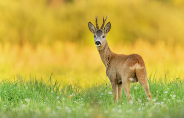 Roe deer buck( Capreolus capreolus )