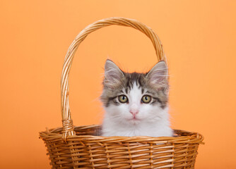 Wall Mural - Adorable gray and white kitten peaking out of a brown wicker basket with handle looking directly at viewer. Orange background.