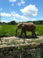 Canvas Print - Giant gray and cute elephant walking on the ground