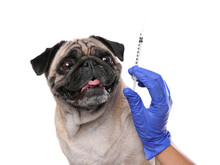 Professional Veterinarian Holding Syringe With Vaccine Near Pug Dog On White Background, Closeup