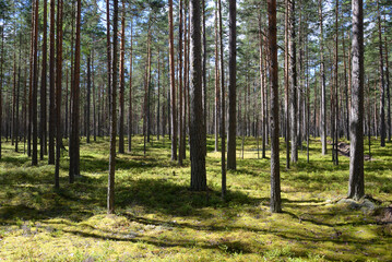 Pine forest at summer.