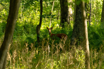 Fototapete - The white-tailed deer, fawn in early forest