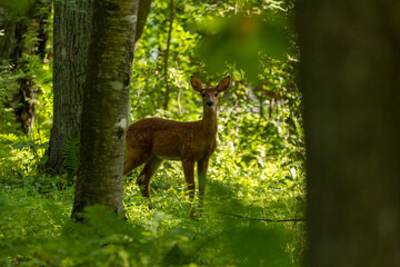white tailed deer,fawn in the forest