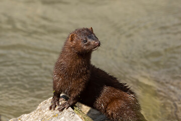 the american mink in the rocks on the shores of lake michigan