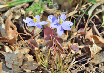 Canvas Print - Flowers of early spring (Jeffersonia dubia, Plagiorhegma dubia)