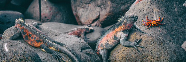 galapagos islands christmas iguana on espanola island, galapagos. male marine iguanas and sally ligh