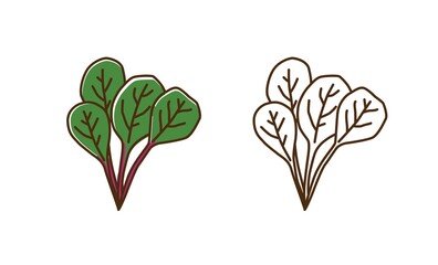 Wall Mural - Natural organic mangold plant with leaves vector flat illustration. Set of monochrome and colorful chard spice ingredient in line art style. Healthy vitamin food with leaf and stem isolated on white