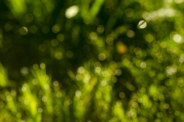 Abstract background of light bokeh blur On green background
