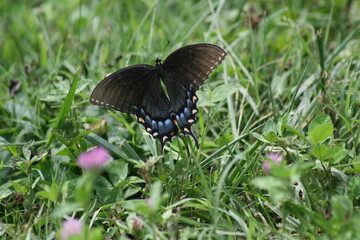 Eastern Black Swallowtail 2020 I 